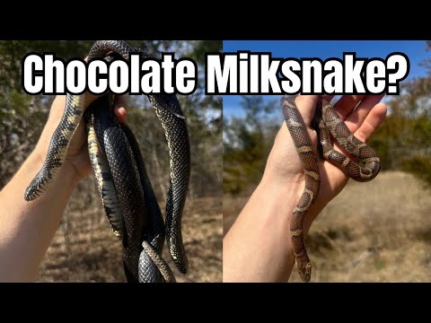 Chocolate MILKSNAKE and Kings! Flipping Rocks and Tin For Snakes! Herping 2024!