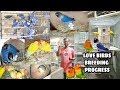 Verity of Love Birds Breeding Progress / Different Between Violet Fisher or Violet Mask