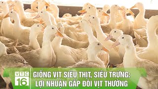 Đặc điểm vịt siêu thịt supper – vịt bơ