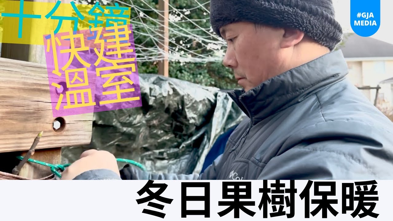 Windproof Room 十分鐘搭建防風保溫室 冬天果樹植物保暖 Build a windproof room in ten minutes to keep trees ...