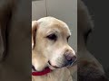 DOG LABRADOR #dog #cute #shorts #shortsviral #latesupdates #shortvideos #viral #love #funnycute