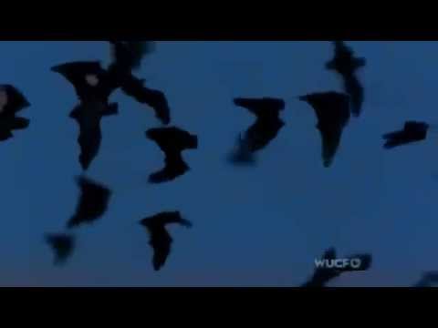 Bat Swarm!