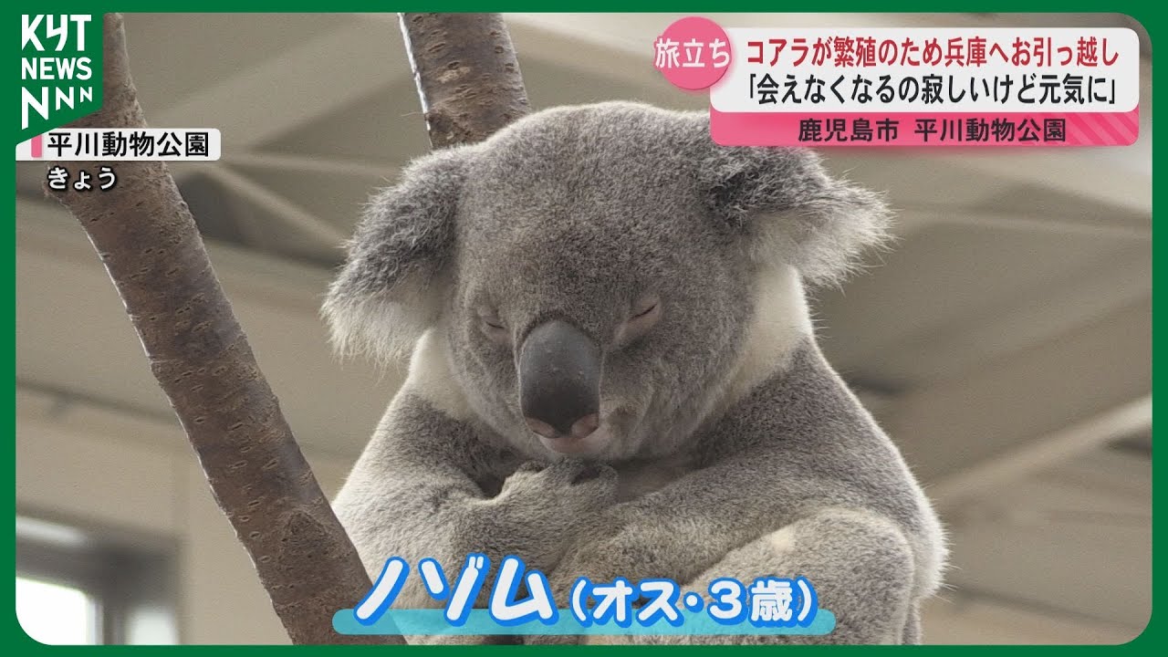 ３歳のコアラが繁殖のためお引越し　成長見守ってきたファンや名付け親が別れ惜しむ