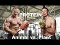 Protein quality animal versus plant