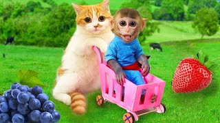 Monkey Baby Bi Bon fell off the car and was helped by Cat | Animals Home Bon Bon