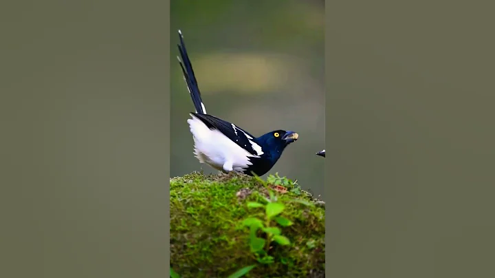 Cute Magpie Birds | Beautiful Birds |  Singing Birds#ytshorts#nature - DayDayNews