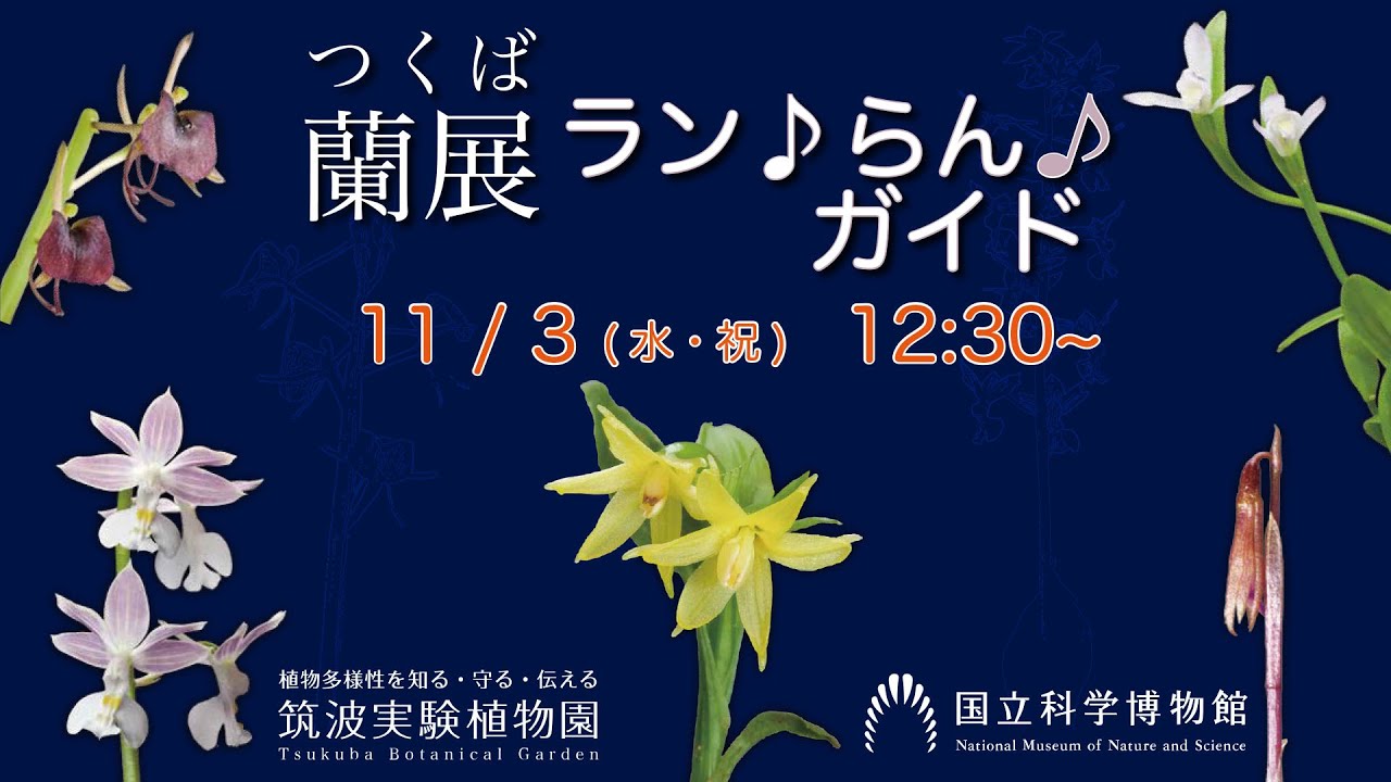 洋書】フィリピン産ラン科植物 【公式通販】
