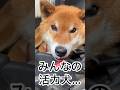 ’26.5.7 これがリキです！ #柴犬 #shibainu #柴犬のいる暮らし #柴犬の日常 #車中泊犬 #食べる犬 #力丸