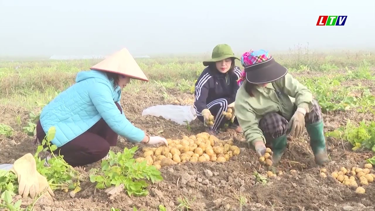 LAI CHÂU HIỆU QUẢ TỪ CÂY TRỒNG VỤ ĐÔNG