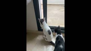 Cat Opens Patio’s Door on Its Own