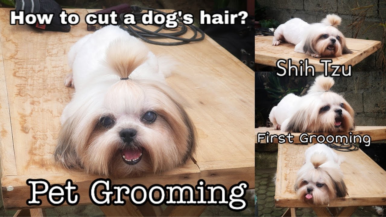 Grooming A Shih Tzu How to Cut A Dog's Hair At Home