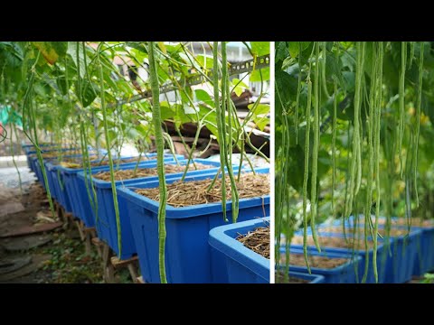 Tự trồng giàn đậu đũa trong chậu tại nhà ít sâu bệnh |Growing string beans truss in pots less pests