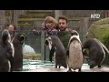 Лондонский зоопарк снова приветствует гостей