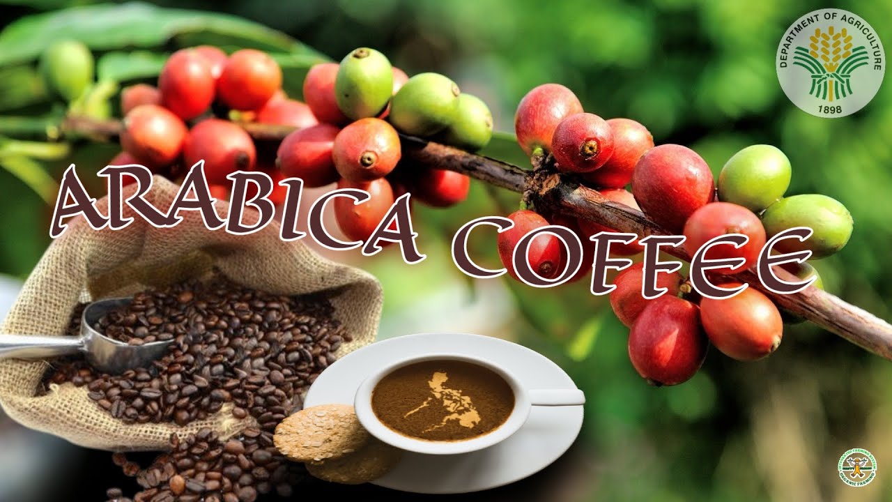 Coffee Farming In The Philippines Specialty Arabica Coffee coffee-farming-in-the-philippines-specialty-arabica-coffee