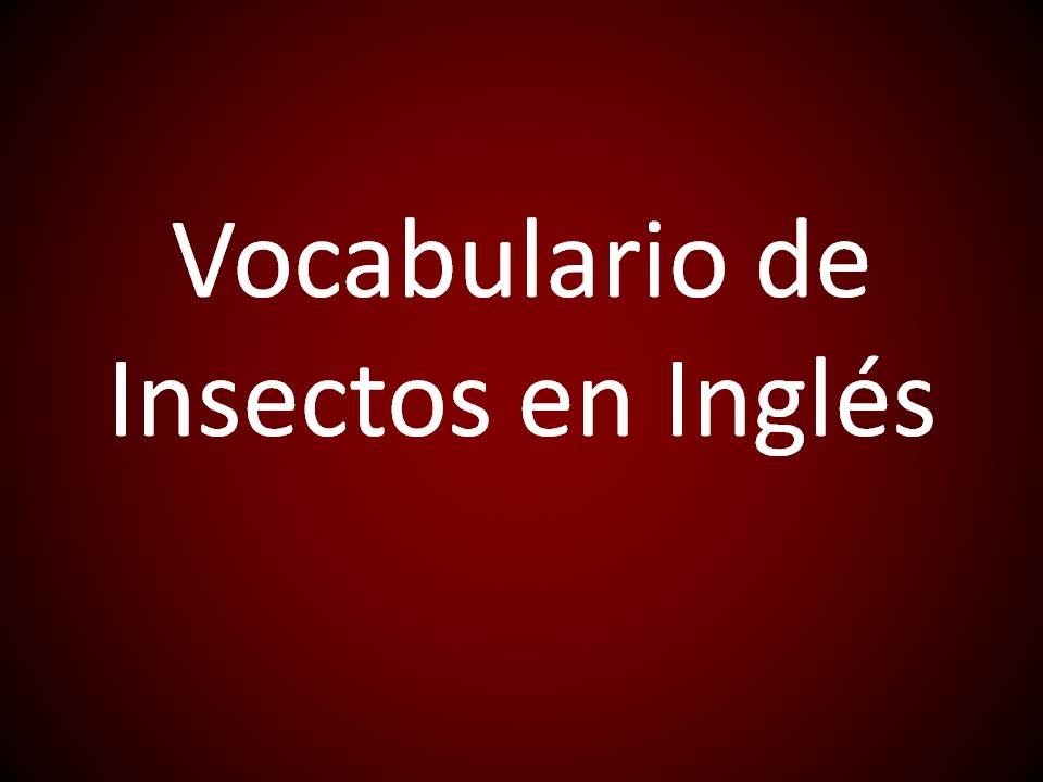 Inglés Americano - Vocabulario de Insectos (Lección 355)