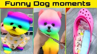 Adorable Pomeranian Dogs' Funniest Moments in Bengali Part-3 by Askoholic Shorts বাংলা 39,977 views 4 months ago 6 minutes, 23 seconds