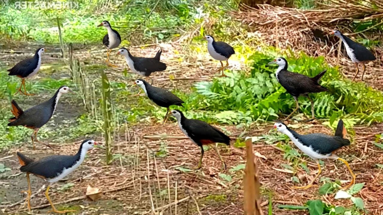 Incredible Bird Trap Technique – Unbelievable Catching Method! 