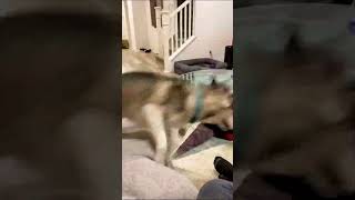 Hilarious Husky Gets Wild Zoomies