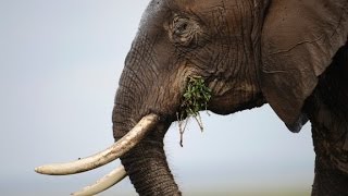 Filmmaker Half of elephants will be wiped out in 5 years