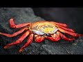 Crabs for Children with Pronunciation (and with photos)