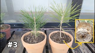 松を種から植えた成長記録 2年6ヶ月 3年 How To Grow Pine Trees From Seeds Youtube