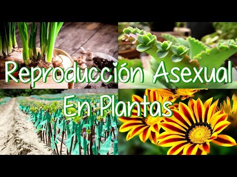 Vídeo: Com Es Reprodueixen Les Tulipes? Com Propagar Una Flor Amb Bulbs? Mètodes De Reproducció Vegetativa I Asexual