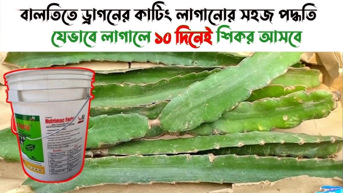 Qguys, rus internetidagi yigitlar uchun tanishuv sayti