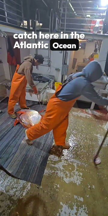 Another CRAZY CATCH! #FISH #OPAH #VIRAL