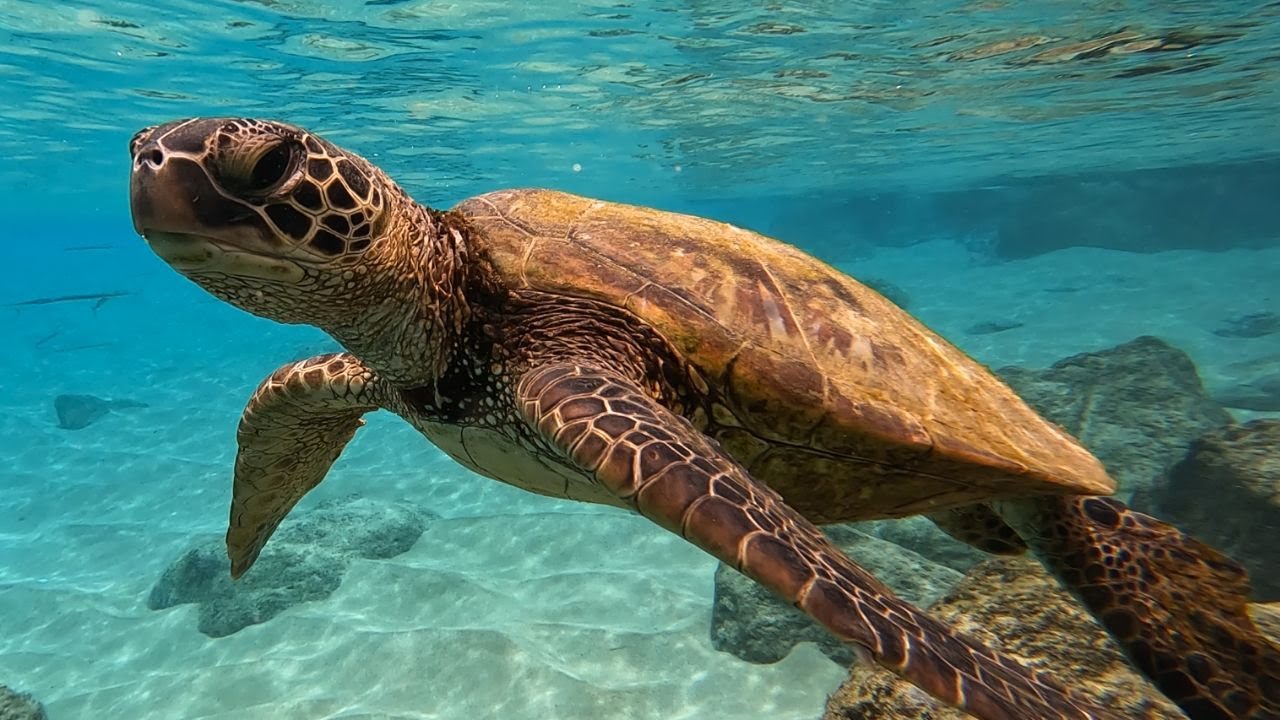 North Kaanapali Snorkeling (Sea Turtles Everywhere!!) Behind Black Rock in Maui Hawaii