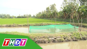 Tam Nông lan tỏa mô hình Lúa - Cá - Vịt | THDT