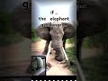 if the elephant gets angry...@slshorts4986