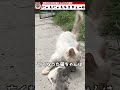 母猫を失った赤ちゃん猫たち