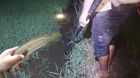 Xiệt Cá Lóc Đồng Mương Ruộng Lúa Lên Xanh | kích cá miền tây 