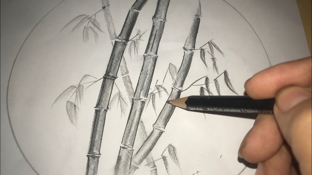 How To Draw Bamboo Plant Grass Pencils Sketch Art Line Wooden Drawing 