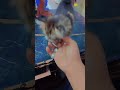 #soldout#cat