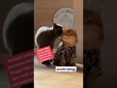 Si cicie sudah kutemukan #shortsviral #ytshorts #music #catlover