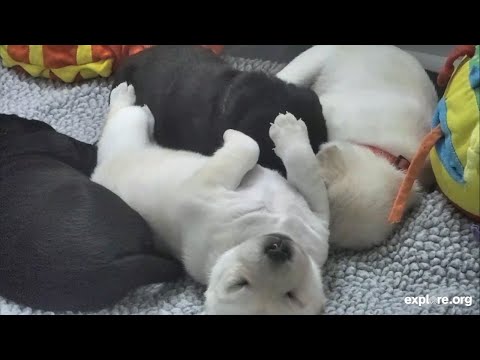 Relax Its Bed Time For All The Puppies