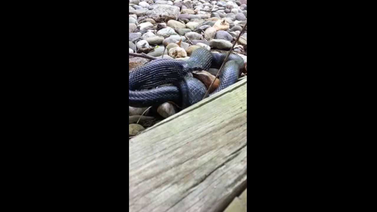 snake oil Black Rat Snake Eating Chipmunk