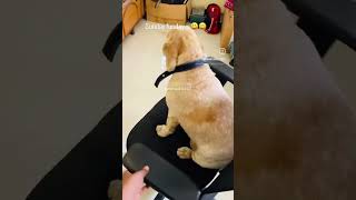 When She Loves Chair