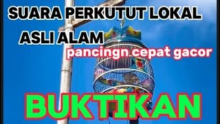 pancingan PERKUTUT LOKAL GACOR suara ngristal..AMPUH memangil lawan cepet terpancing