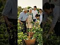 all family growing the vegetable in there fram