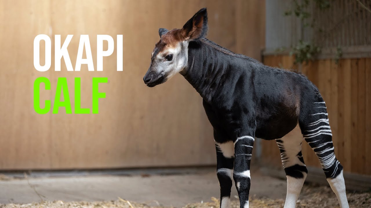 Endangered Okapi Born at Dublin Zoo - ZooBorns