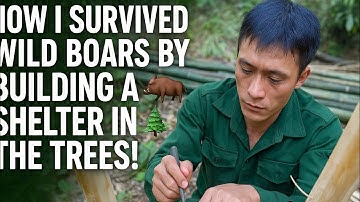 "How I Survived Wild Boars by Building a Shelter in the Trees! 🐗🌲"