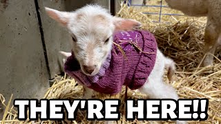 THEY HAVE ARRIVED!! ...winter lambing 2023 BEGINS!! | Vlog 738