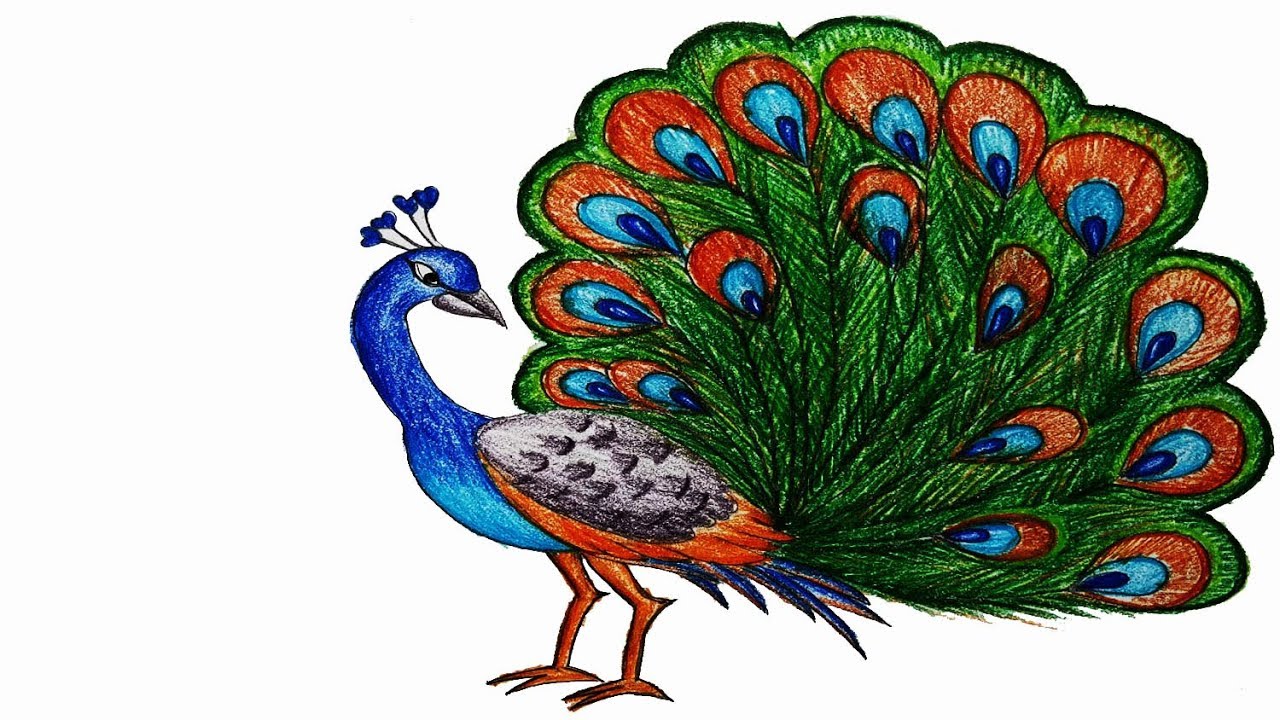 How to draw a Peacock  Step by step easy  draw YouTube