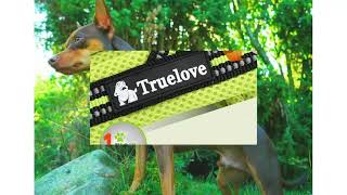 Truelove Soft Mesh Padded Nylon Dog Harness Vest 3M Reflective screenshot 1
