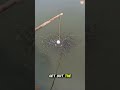 They Made A Fish Trap From A Bottle But Does It Work Fishinghacks Diy Survivalhacks Shorts 