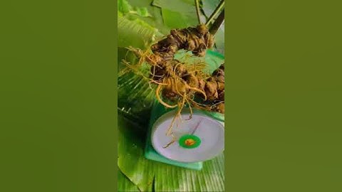 Củ sâm Ngọc linh chuẩn rừng già 45 tuổi 3 Lạng 4 giá 70 triệu thôi siêu tầm gọi 0377965679 e Nguyệt