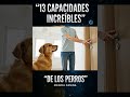 13 Capacidades Increíbles de los Perros #shorts #youtubeshorts #viral #mente #psicología