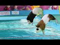 Guinea Pig Olympics Funny Cat And American Guinea Pigs Swimming Ever 